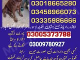 Army Dog Center mianwali 03458966073(khoji kuttay center)