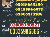 Army Dog Center Gwadar 03018665280 (khoji dogs in gwadar)