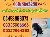 Army khoji dog center gujrat 03005373788(khoji dogs)