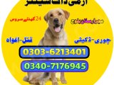 Army Dog In Abbottabad 03036213401 | Khoji Kutta Abbottabad| Dog Cente