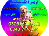 Army Dog In Dera Ghazi Khan 03036213401 | Khoji Dog In Dera Ghazi Khan