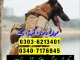 Army Dog In Narowal 03036213401 | Khoji Dog In Narowal | Khoji Kutta