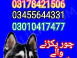 Army dog center hyderabad 03010417477