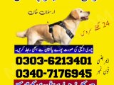 Khoji Dog In Khushab 03036213401 | Khoji Kutta Service Khushab 