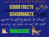 Army dog centre bhakkar 03009195279 khoji dog center bhakkar