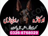 Army Dog Center jhang 0340-4081110