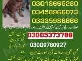 Army Dog Center Wah Cantt 03009195279khoji dog center Wah Cantt 