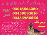 Army dog center Mansehra 03458966073 (khoji dogs in Mansehra)