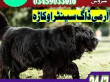 Army dog center Sialkot 03458966073 (khoji dog center sialkot)