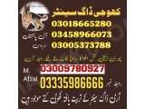 Army dog center Gwadar 03009195279(khoji dog center Gwadar)