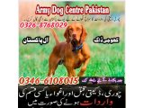 Army dog center Mir Pur Khas Sindh 0346-6108015