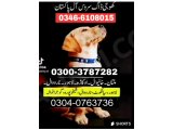 Army dog center pind dadan Khan 03404081110