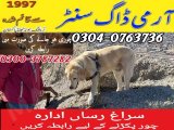 Army Dog Center Mir Pur Khas 0349-1997297