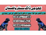 Army dog center Gujranwala 03005373788 (khoji dogs)