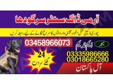 Army dog center Sargodha 03005373788 (sniffing dogs)