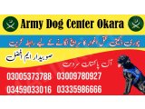 Army Dog Center Okara Cantt 03458966073 (sniffing dogs)