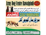 Army Dog Center Kharian 03005373788 (sniffing dogs in Kharian)