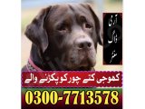 Khoji dog in Abottabad | khoji dog contact number 0343-6014414