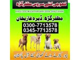 Khoji dog in Dera Ghazi Khan | khoji dog contact number 0343-6014414