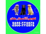 Khoji dog in multan | khoji dog contact number 0343-6014414