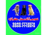 Khoji dog in Muzaffargarh | khoji dog contact number 0343-6014414