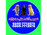 Khoji dog in Sadiqabad | khoji dog contact number 0343-6014414