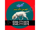 Khoji dog in Kharian | khoji dog contact number 0343-6014414