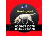 khoji dog in lahore - khoji dog contact number 0343-6014414