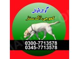 Khoji dog in Gujranwala | khoji dog contact number 0343-6014414