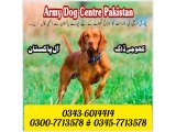 Khoji dog in Rajanpur | khoji dog contact number 0343-6014414