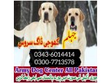 Khoji dog in Jhelum | khoji dog contact number 0343-6014414