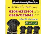 Khoji Dog In Jhelum 03036213401 | Khoji Kutta Jhelum 