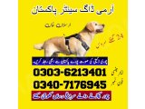 Army Dog In Wah Cantt 03036213401 | Khoji Dog In Wah Cantt | KhojKutta