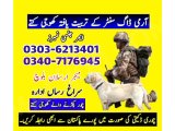 Army Dog In Abbottabad 03036213401 | Khoji Dog In Abbottabad 