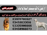 Army Dog Center Islamabad 03458966073 (Sniffingdogs)