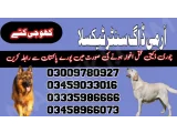 Army Dog Center Taxila 03458966073 (Sniffingdogs)