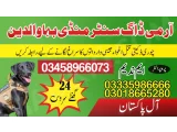 Army Dog Center Mandi Bahauddin 03458966073 (Sniffingdogs)