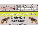 Army dog center Gujranwala 03458966073 (Sniffing Dogs)