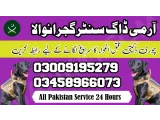 Army Dog Center Wazirabad 03458966073 (Sniffingdogs)