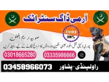 Army Dog Center Attock 03458966073 (Sniffingdogs)