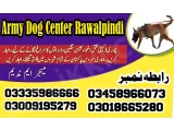 Army Dog Center Gujar Khan 03458966073 (Sniffing Dogs)