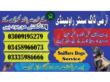 Army Dog Center Rawalpindi 03018665280 (Sniffingdogs)