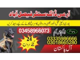 Army dog center Faisalabad 03458966073 (Sniffingdogs)