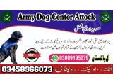 Army dog center Fateh Jang 03458966073 (Sniffingdogs)