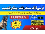 Army dog center Pindi Gheb Jand 03458966073 (Sniffing Dogs)