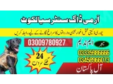 Army Dog Center Narowal 03458966073 (Sniffingdogs)