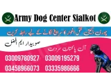 Army Dog Center Sialkot 03458966073 (Sniffingdogs)