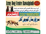 Army dog center Wah Cantt 03018665280 (Sniffingdogs)