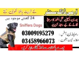 Army Dog Center Kasur 03458966073 (Sniffingdogs)