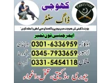 Khoji Dog in Rawalpindi 03005454118 ! Khoji kutta Contact Number 